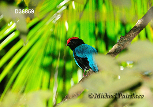 Blue Manakin (Chiroxiphia caudata)